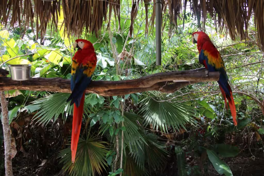 Entorno natural de Palenque durante el día libre del itinerario